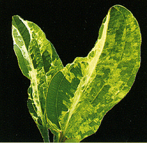 Echinodorus Marble Queen